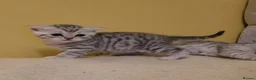 Scottish Fold cats for sale:  kittens looking for forever family  - Advert 8