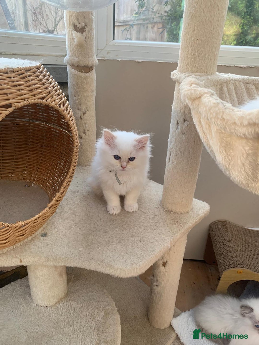 Ragdoll cats for sale: 100% Pure ragdoll kittens - Advert 14