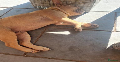 French Bulldog dogs in Wisbech - Advert 1