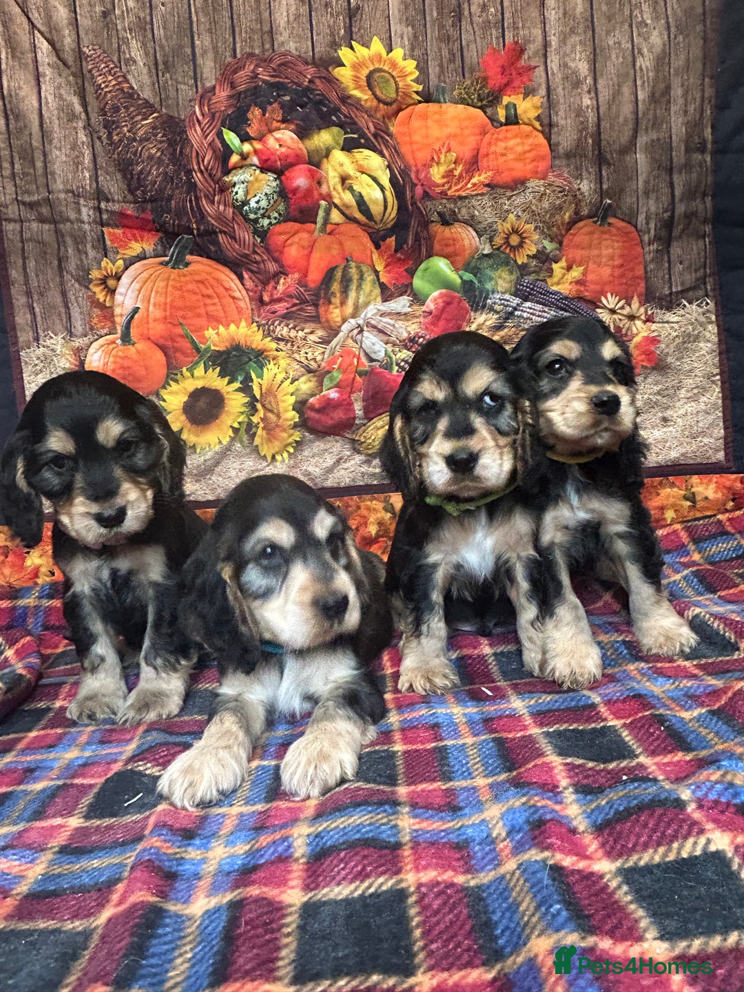 Cocker Spaniel dogs for sale: KC show cocker spaniel puppies. Ready Now! - Image 8