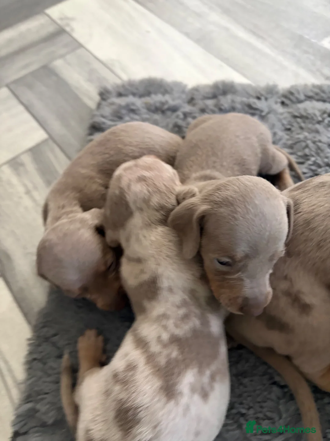 Miniature Dachshund dogs for sale: Miniature dachshund puppies  in Market Drayton - Advert 2