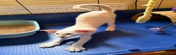 Oriental cats for sale: GCCF Oriental Kittens  - Advert 3