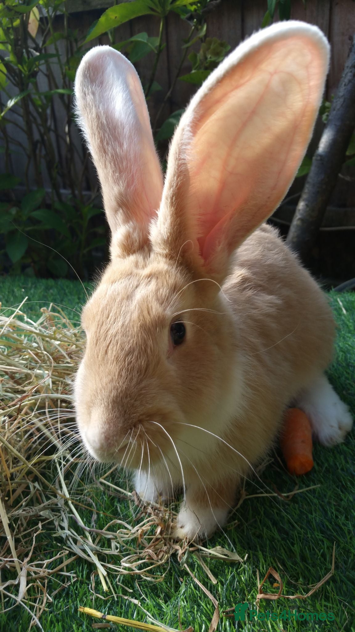 Continental Giant rabbits PURE Continental Giant BABY BUCK VACCINATED READY  - Advert 1