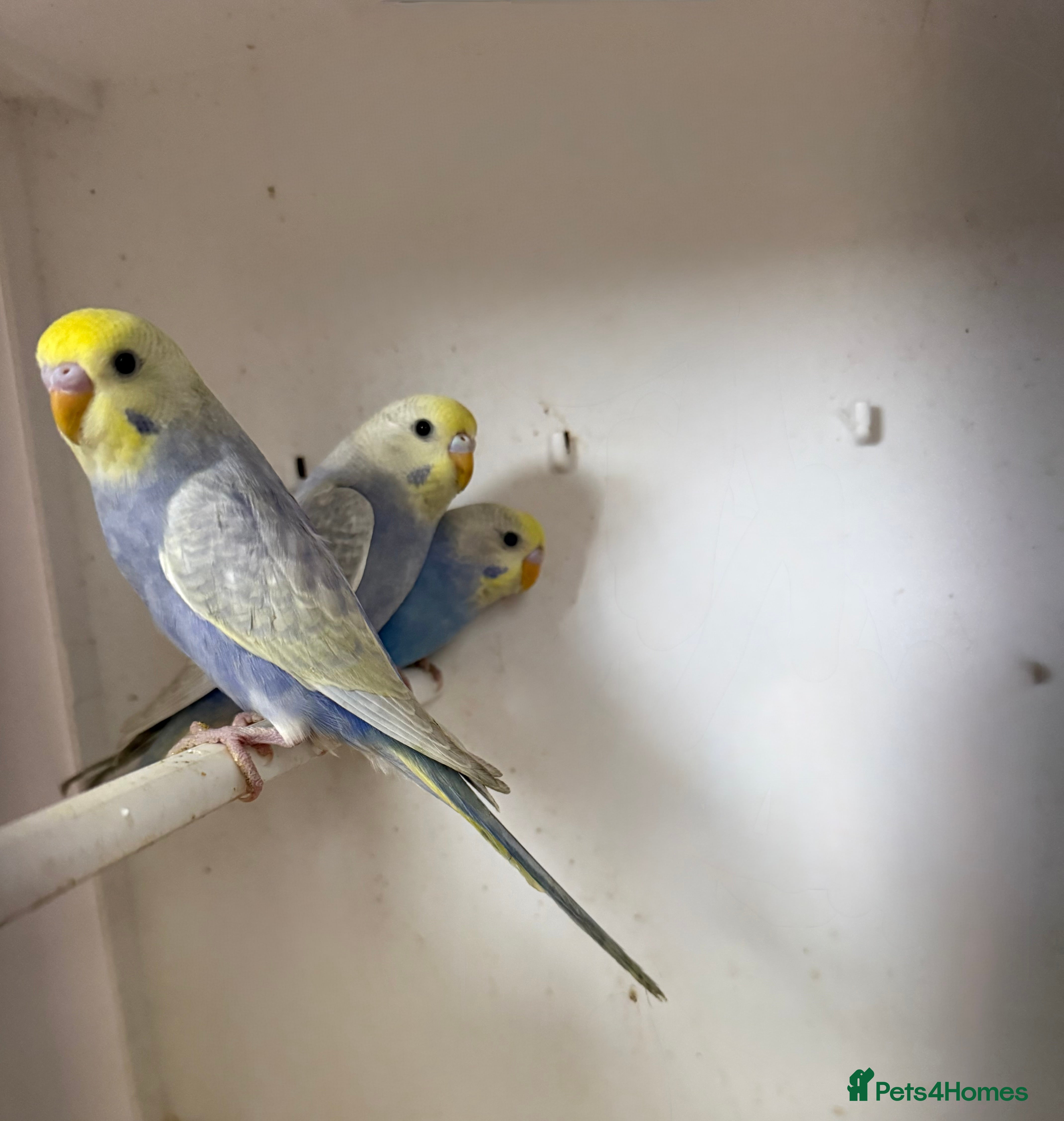 Budgerigars birds Quality Rainbow budgies  - Advert 2
