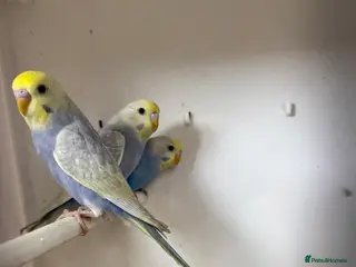 Budgerigars birds Quality Rainbow budgies - Advert 2
