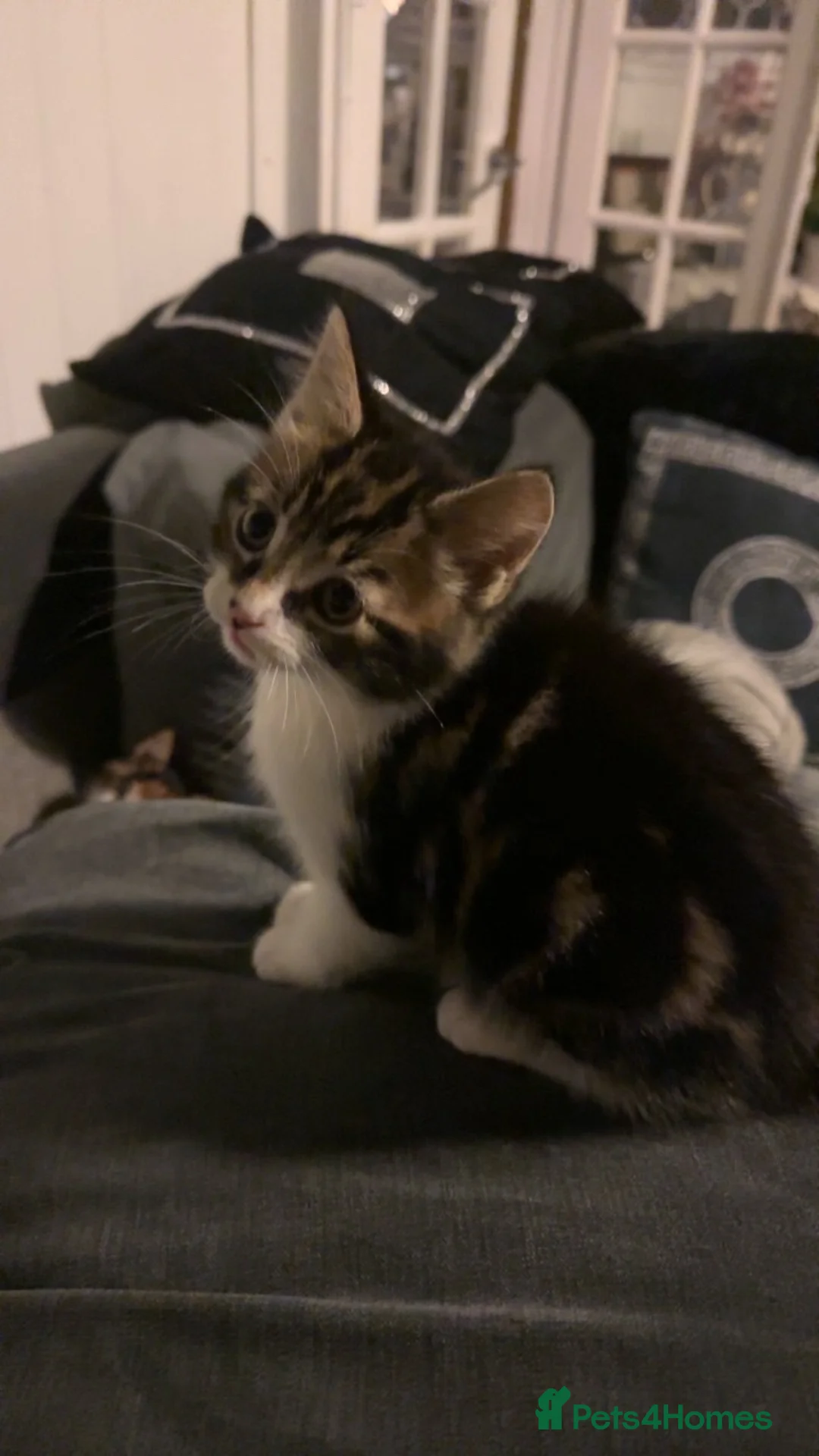Domestic Shorthair cats for sale: Semi-Longhaired Sweet, warm eyed boy, 7 weeks old - Advert 1