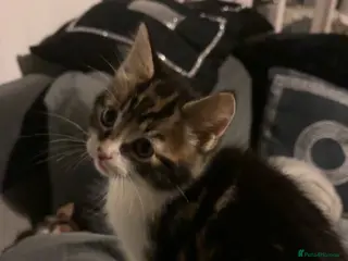 Domestic Shorthair cats Semi-Longhaired Sweet, warm eyed boy, 7 weeks old - Advert 2