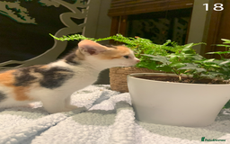 Mixed Breed cats for sale: KITTENS! Batch of cuties for sale in Basinsgtoke - Image 29