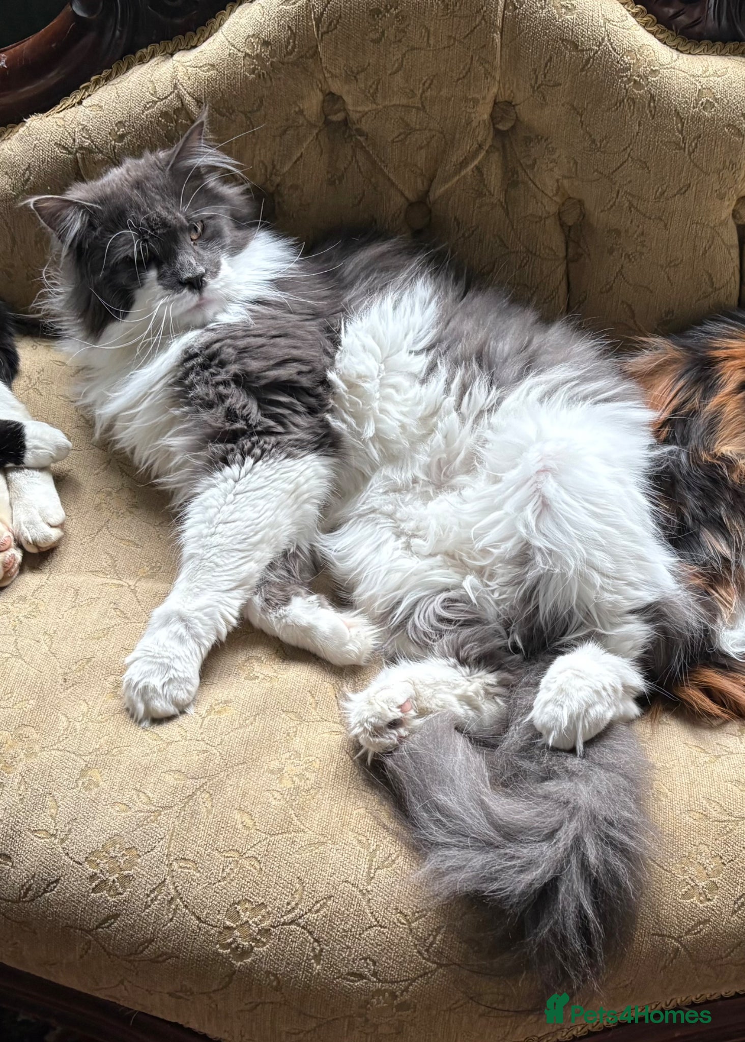 Maine Coon cats 🐱 Maine Coon Male – GCCF & TICA Registered  - Advert 2