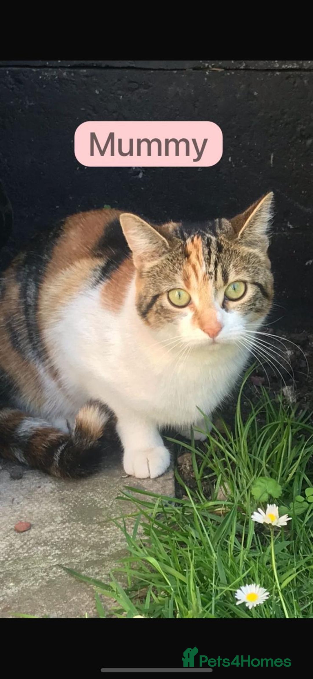 Mixed Breed cats for sale: 🐾 8 Beautiful kittens….🩵🩷 - Advert 20