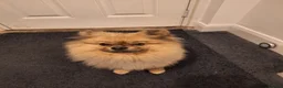 Pomeranian dogs for stud: Kobe for stud in Newcastle upon Tyne - Advert 5