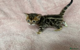 Bengal cats for sale: Beautiful Bengal babies  - Image 1