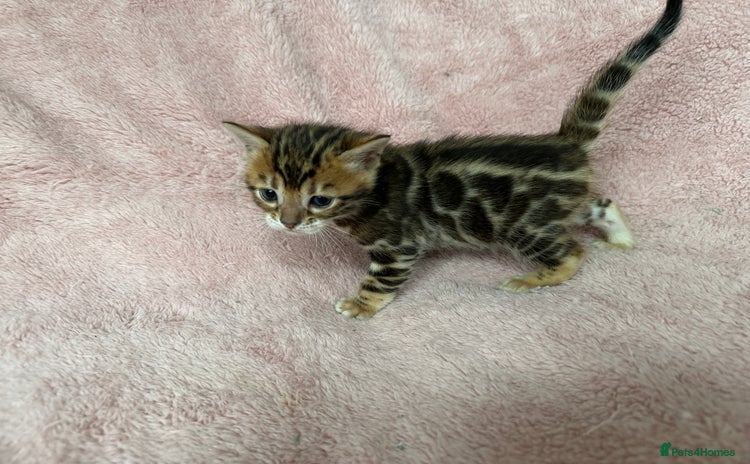 Bengal cats - Advert 13