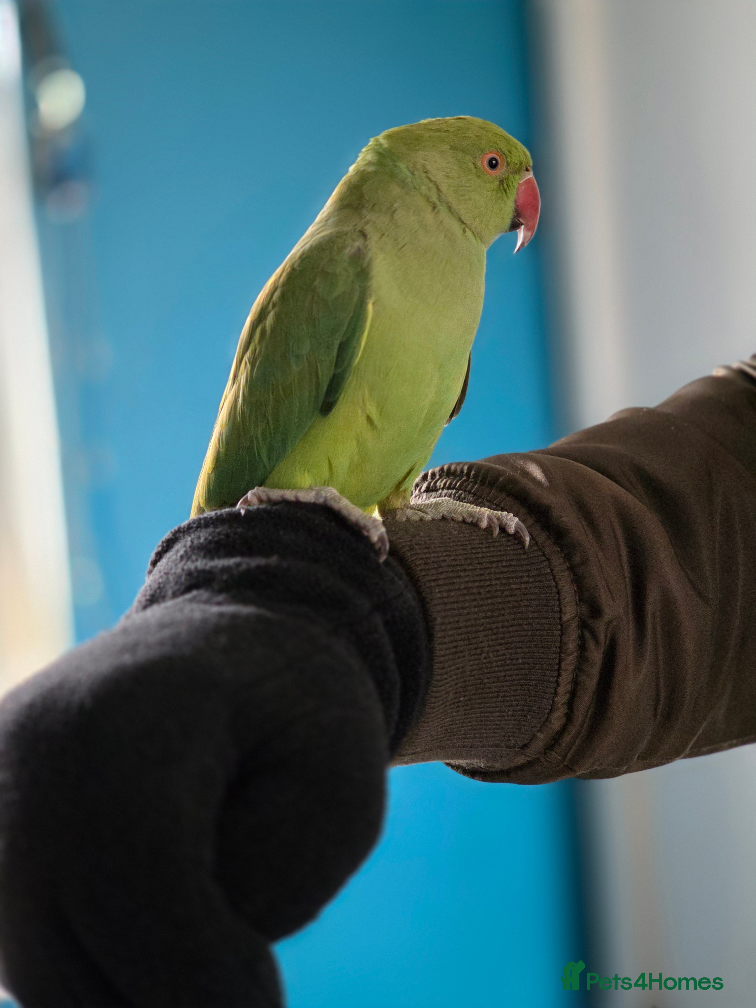 Ringnecks birds ​🦜 Active Ringneck Parrot For Sale - Advert 10