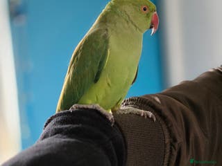 Ringnecks birds 🦜 Active Ringneck Parrot For Sale - Advert 4