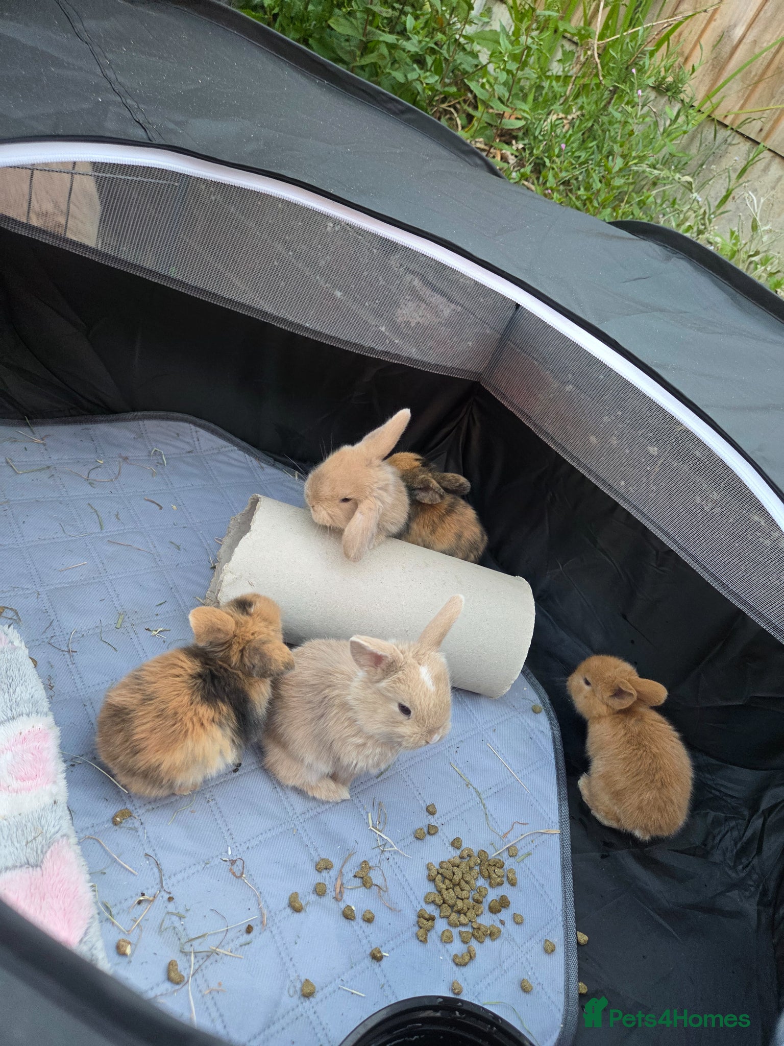 Mini Lop rabbits 5 Mini Lop bunnies  - Advert 9