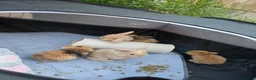 Mini Lop rabbits for sale: 5 Mini Lop bunnies ( 1 fawn boy left) - Advert 1