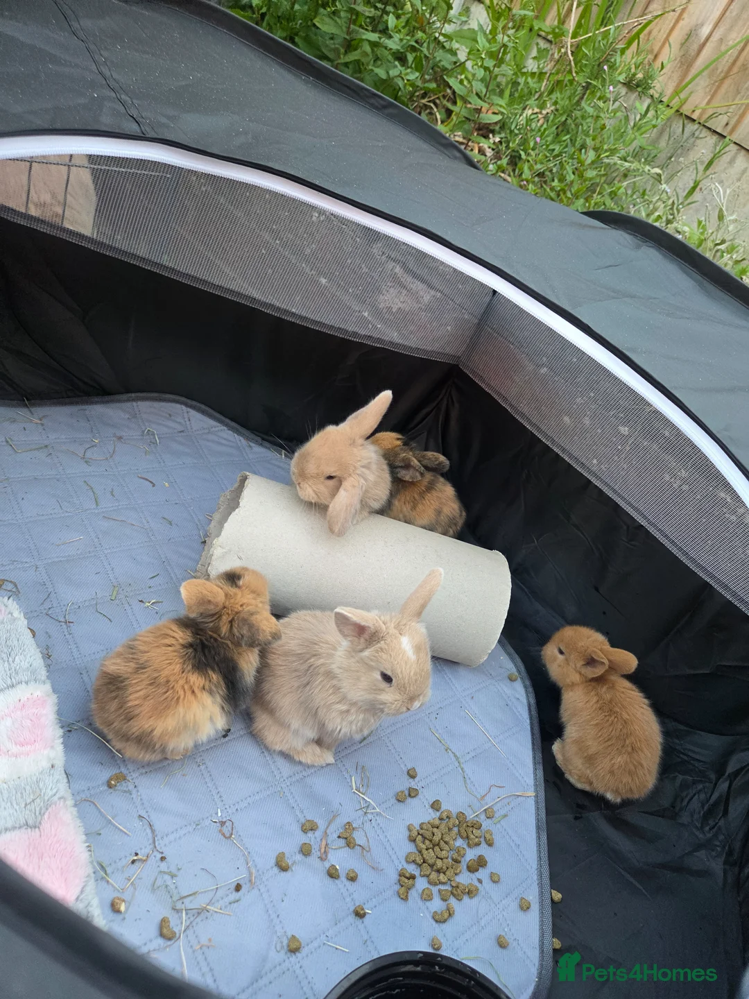 Mini Lop rabbits for sale: 5 Mini Lop bunnies ( 1 fawn boy left) - Advert 1