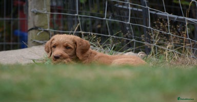 Labradoodle dogs - Advert 13