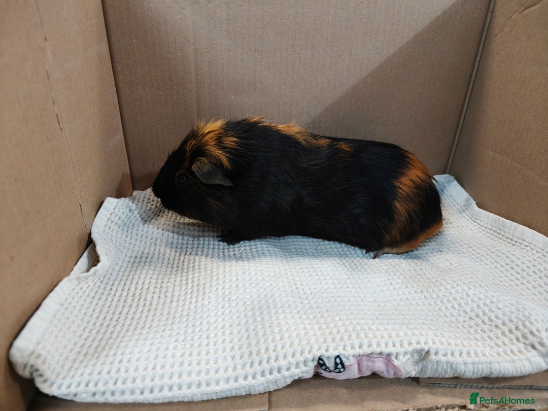 Guinea Pig rodents for sale: Boar smooth guinea pig  - Image 2