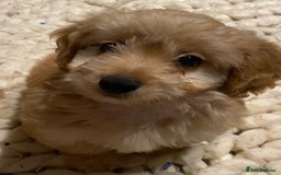 Mixed Breed dogs for sale: Toy Cockapoo puppies - Image 12