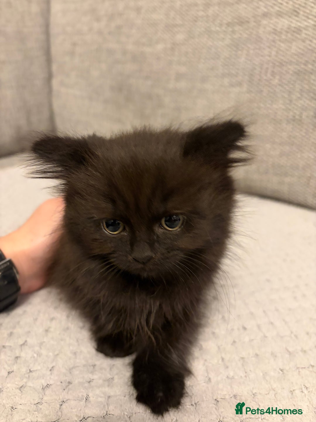Mixed Breed cats for sale: Adorable Black Kittens - Advert 4