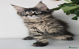 Maine Coon cats for sale: TICA registered maine coon girl READY TO NEW HOME  - Image 6