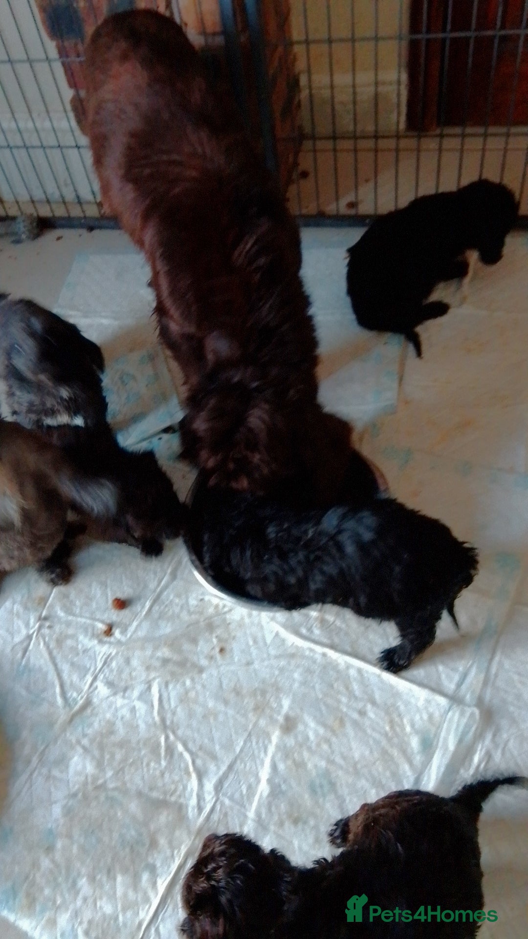 Cockapoo dogs for sale:  merles & chocolate & black Cockapoo puppies - Advert 8