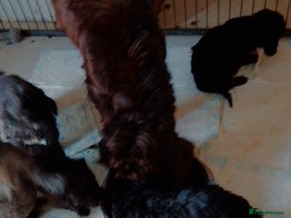 Cockapoo dogs merles & chocolate & black Cockapoo puppies - Advert 2