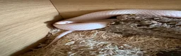 Corn Snake reptiles for sale: Susie beautiful albino corn snake in Worcester - Advert 2