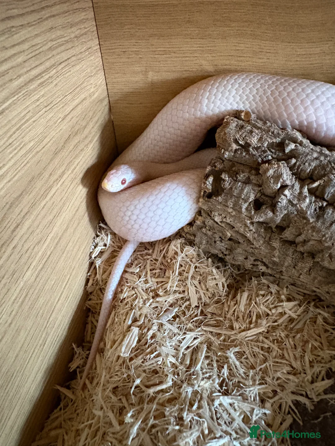 Corn Snake reptiles for sale: Susie beautiful albino corn snake in Worcester - Advert 2