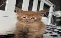 Maine Coon cats for sale: BEAUTIFUL FULL MAINE COON KITTENS AVAILABLE NOW 🐱 - Advert 14