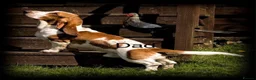 Basset Hound dogs for sale: KC Registered Litter *Due 20th August* - Advert 2