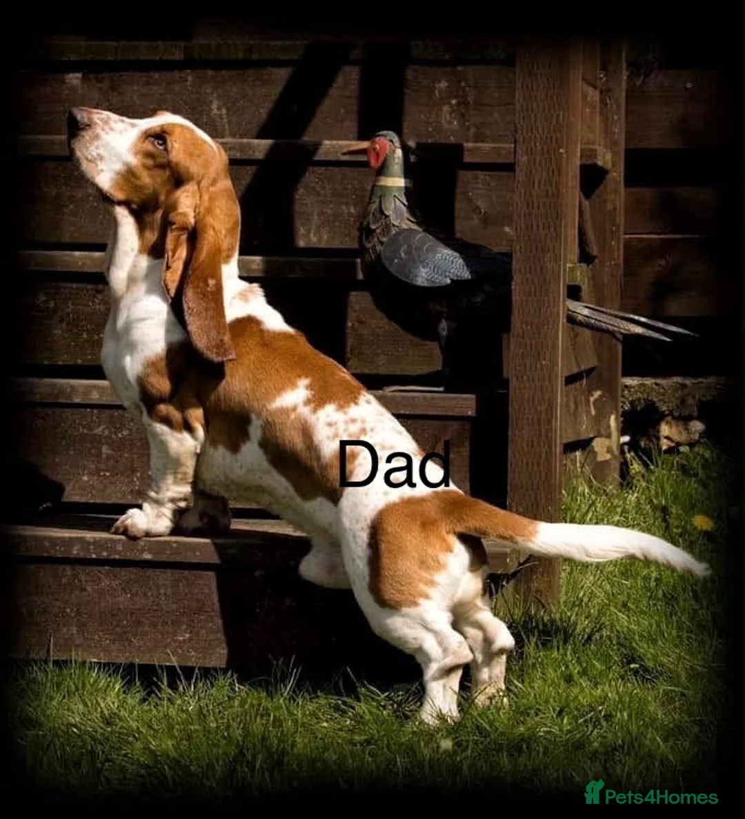 Basset Hound dogs for sale: KC Registered Litter *Due 20th August* - Advert 2
