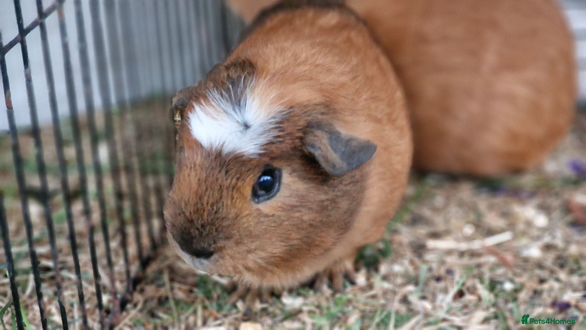 Guinea Pig rodents £25 for 2 California x male guinea pigs  - Advert 22