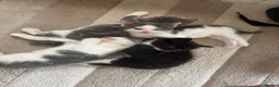Mixed Breed cats for sale: Male kittens  - Advert 8