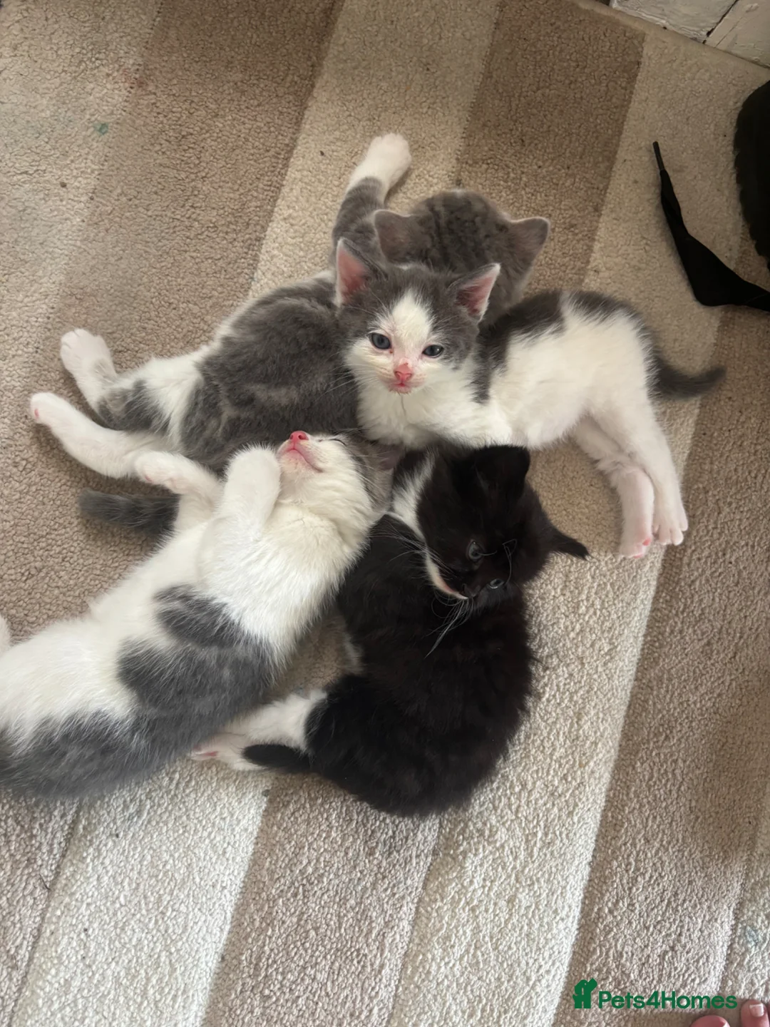 Mixed Breed cats for sale: Male kittens  - Advert 8