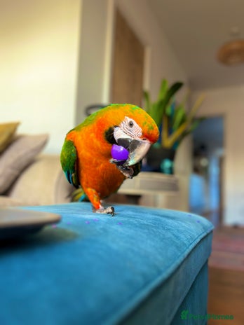 Macaws birds Catalina MACAW - Advert 1