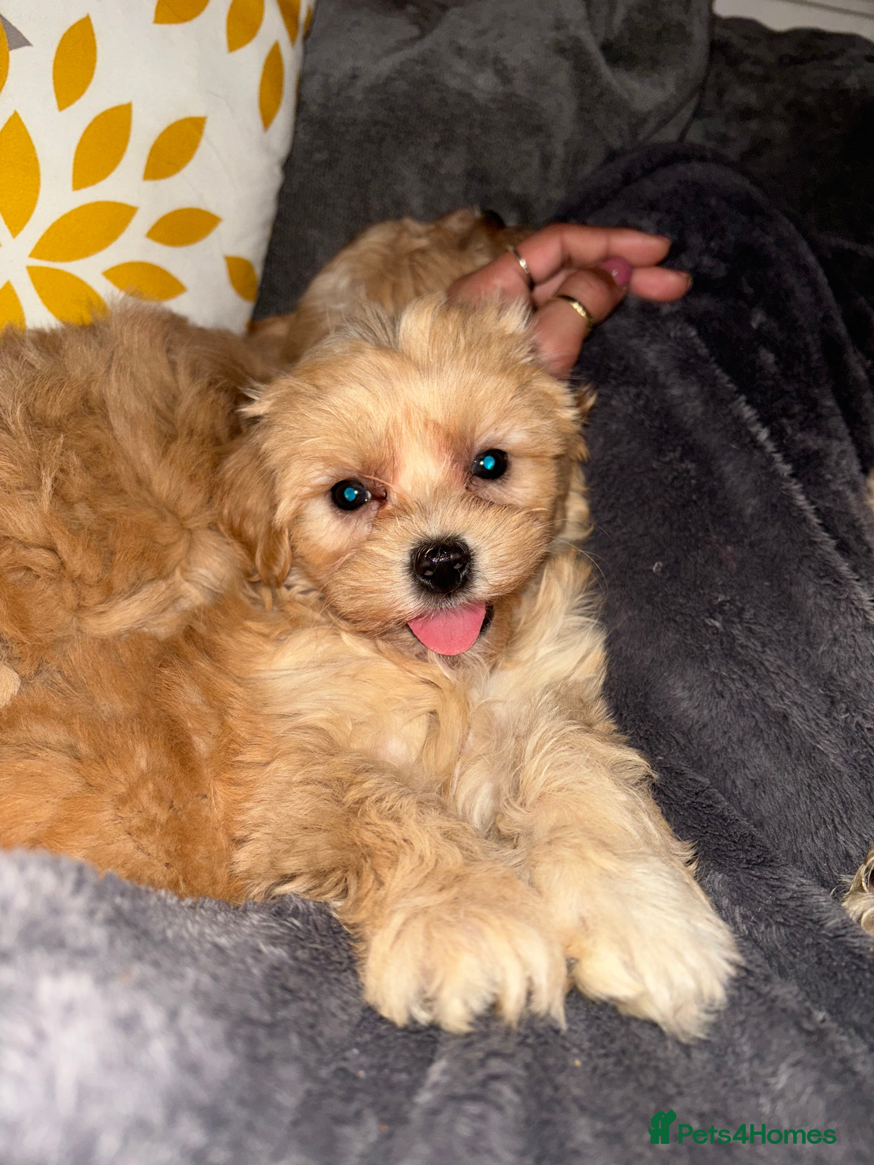 Mixed Breed dogs 1 boy left 4 beautiful cavapoochon puppies ready  - Advert 13