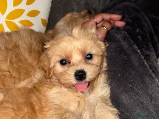 Mixed Breed dogs 1 boy left 4 beautiful cavapoochon puppies ready - Advert 13