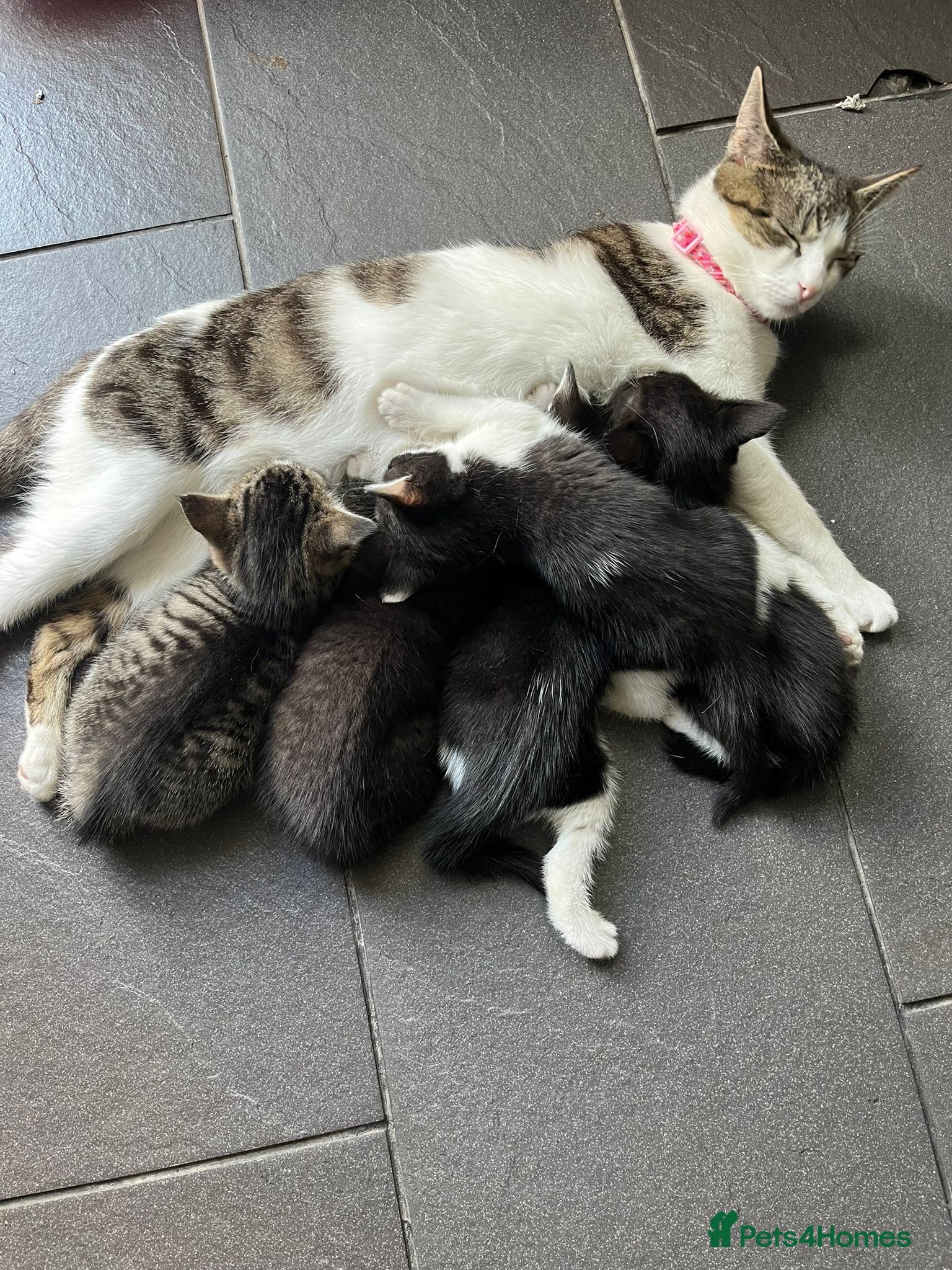 Mixed Breed cats 5 adorable little bundles of happiness - Advert 5