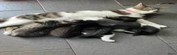 Mixed Breed cats for sale: 5 adorable little bundles of happiness - Advert 1