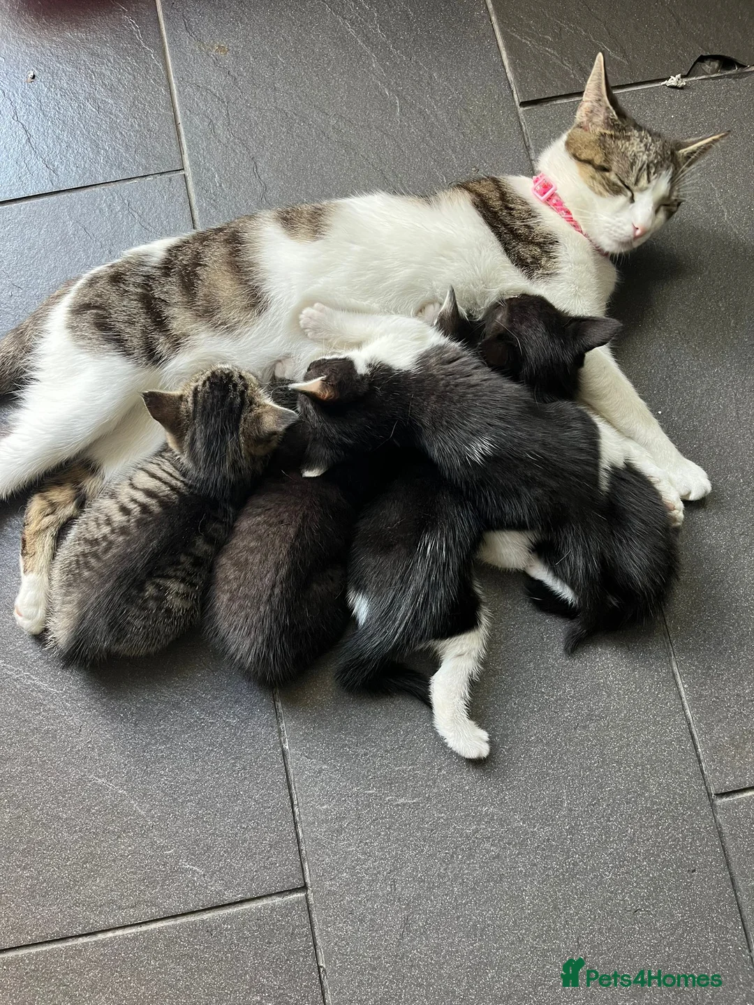 Mixed Breed cats for sale: 5 adorable little bundles of happiness - Advert 1