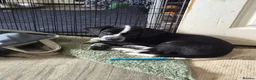 Mixed Breed dogs for sale: READY NOW 2 boys Sprollie x Dalmatian pups - Advert 6