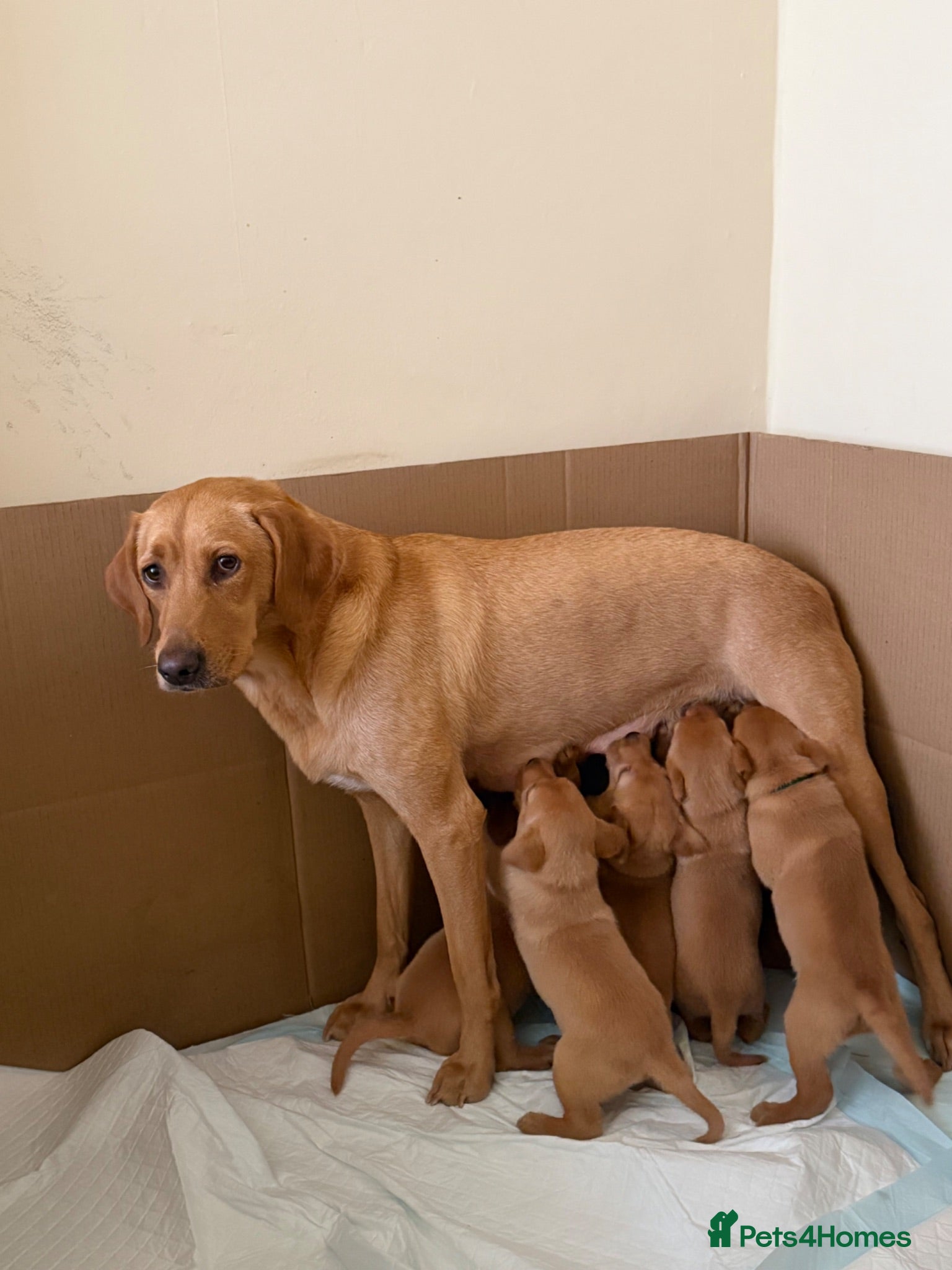 Labrador Retriever dogs Stunning Fox red  KC reg retriever lab puppies - Advert 4