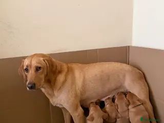 Labrador Retriever dogs 🐾Outstanding KC Fox Red Lab Puppies🐾 - Advert 8