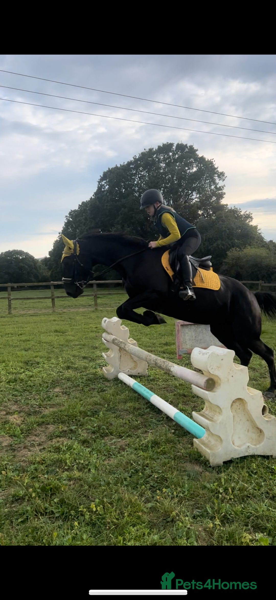 American Standardbred horses for sale: 15hh black mare  - Image 5