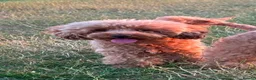 Toy Poodle dogs for sale: Stunning litter of Toy Poodles  - Advert 2