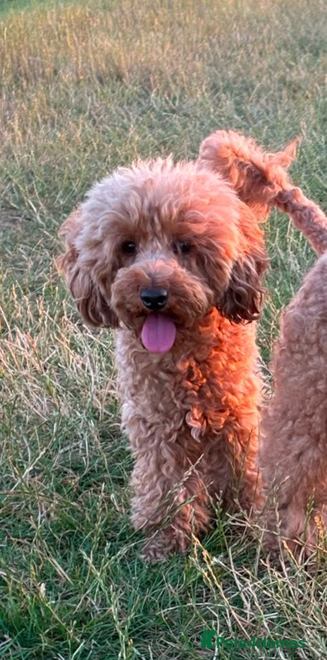 Toy Poodle dogs for sale: Stunning litter of Toy Poodles  - Advert 2