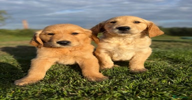 Golden Retriever dogs - Advert 8